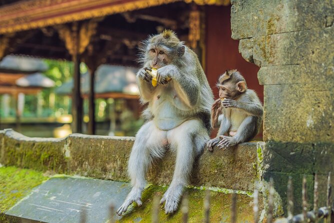 1-Day Ubud Tours All-Inclusive - Tegalalang Rice Terraces: your first big view