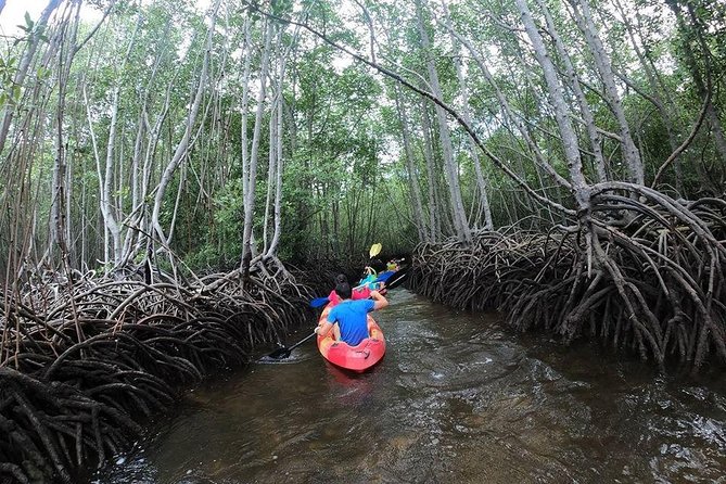 1 Hour Mangrove Tour From Lembongan with Kayak, Paddle, or Boat - Key Highlights Worth Booking For