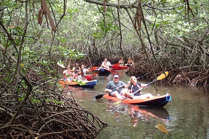 1 Hour Mangrove Tour From Lembongan with Kayak, Paddle, or Boat - Who This Tour Suits Best (And Who Might Be Disappointed)