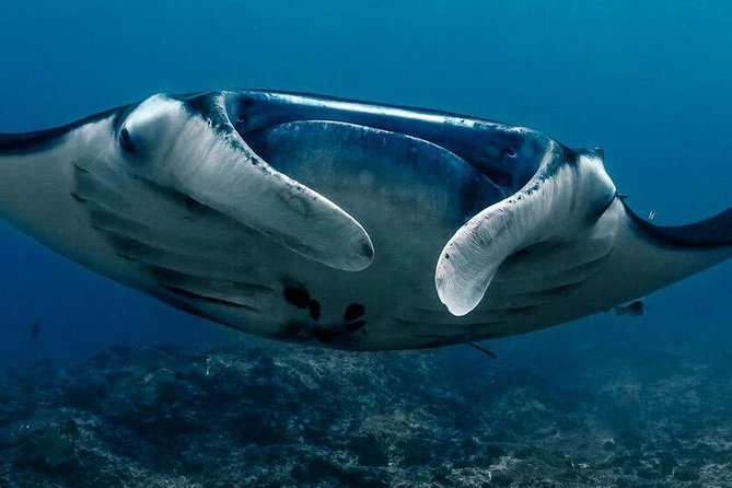 2 Days Discover Scuba Diving in Nusa Lembongan - Scuba Initiation - Key Things To Know Before You Suit Up