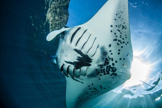 2 Days Discover Scuba Diving in Nusa Lembongan - Scuba Initiation - Your Two Days in Nusa Lembongan: What Actually Changes Underwater