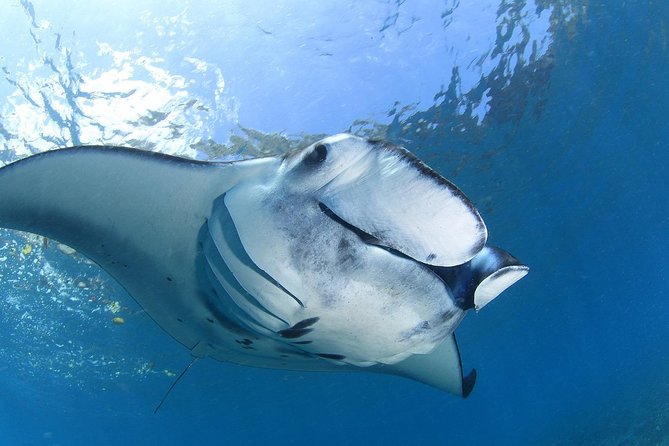 2 Days Discover Scuba Diving in Nusa Lembongan - Scuba Initiation - Day 2: Two Underwater Outings at Manta Point and Crystal Bay