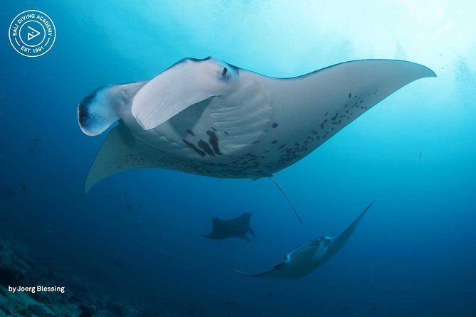 2 or 3 dives in Nusa Lembongan and Penida, for certified diver (in Lembongan) - Nusa Lembongan to Penida: why mantas are the main reason to go