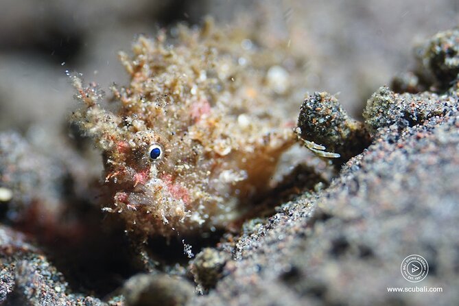 2 or 3 dives in Nusa Lembongan and Penida, for certified diver (in Lembongan) - Price and value: what $105 covers (and what can cost extra)
