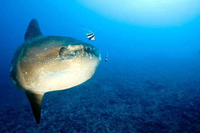 2 or 3 dives in Nusa Lembongan and Penida, for certified diver (in Lembongan) - Mantas, mola mola, and real-world expectations for sightings
