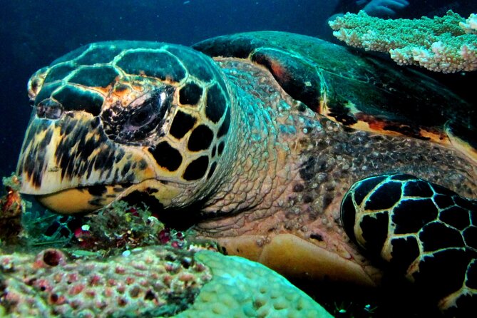 2 PADI Certified Dives at Tulamben from Bali - Tulamben’s USAT Liberty: the star attraction you’ll remember