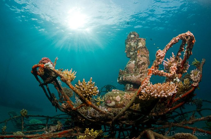 3 Days PADI Open Water Course in Pemuteran - Menjangan Island: The Big Visual Payoff (Plus Turtles and Sharks)