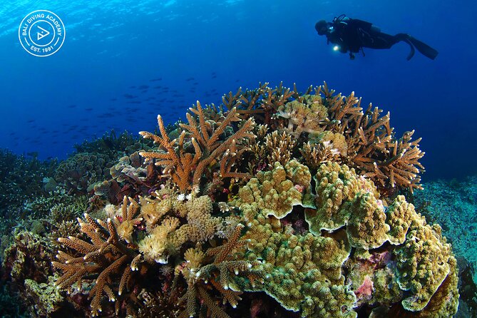 3 Epic Dives in Nusa Penida - Certified Divers' Day Trip - What You’ll See: Mantas, Reef Life, and the Occasional Surprise
