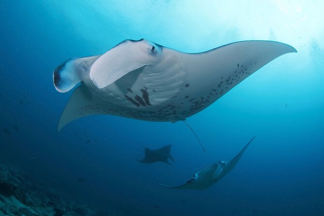 3 Epic Dives in Nusa Penida - Certified Divers' Day Trip - The Schedule From South Bali Pickup to Sanur Harbor