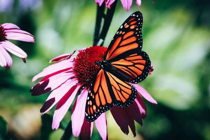 4-Hour Private Tour in Jatiluwih Terraces and Butterfly Park - A 4-hour private plan that works around Bali traffic