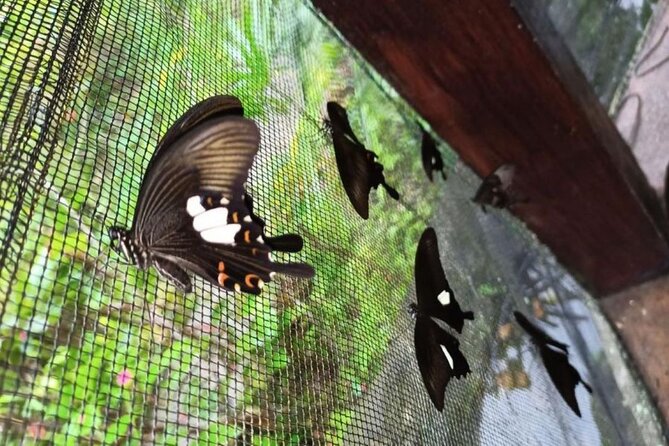 4-Hour Private Tour in Jatiluwih Terraces and Butterfly Park - Penatahan Hot Spring: a reset after walking and heat