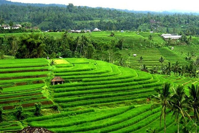 4-Hour Private Tour in Jatiluwih Terraces and Butterfly Park - Price and logistics: is $70 actually good value?