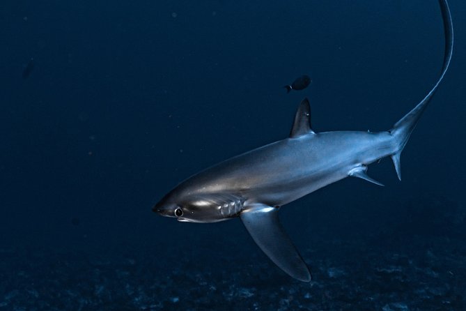 5 Fun Dives in Nusa Lembongan (for certified divers) - Swim with a Mola Mola - The 5-site route around Lembongan and Penida