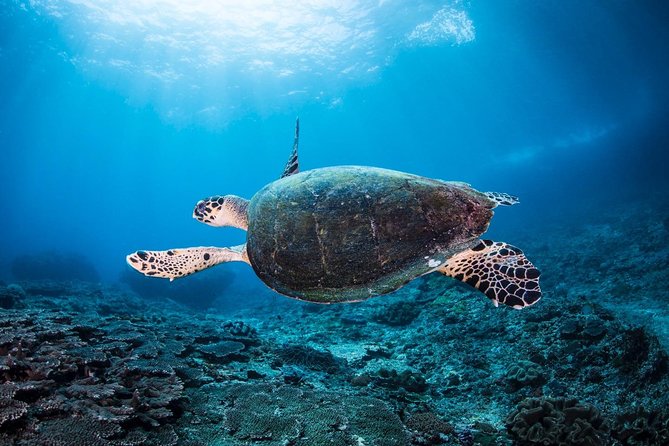 5 Fun Dives in Nusa Lembongan (for certified divers) - Swim with a Mola Mola - Manta Point: where calm technique pays off