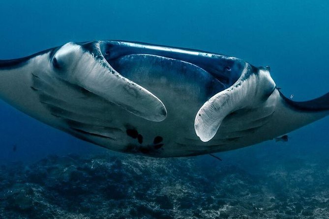 5 Fun Dives in Nusa Lembongan (for certified divers) - Swim with a Mola Mola - Jungut Batu Beach: a solid closer on Lembongan’s side