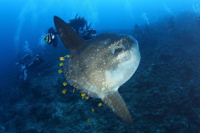 5 Fun Dives in Nusa Lembongan (for certified divers) - Swim with a Mola Mola - Guides and safety: why small groups change everything