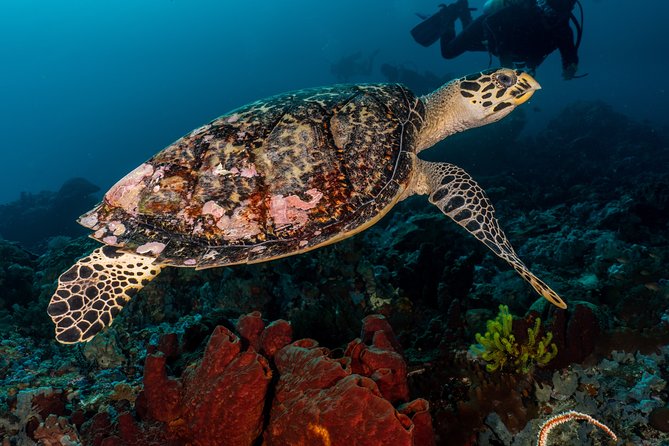 5 Fun Dives in Pemuteran (for certified divers) - Exploration in Menjangan Park - Price and value: $180.56 plus the Menjangan Park fee