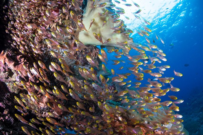 5 Fun Dives in Pemuteran (for certified divers) - Exploration in Menjangan Park - Stop-by-stop: Pemuteran and the Menjangan Island jump