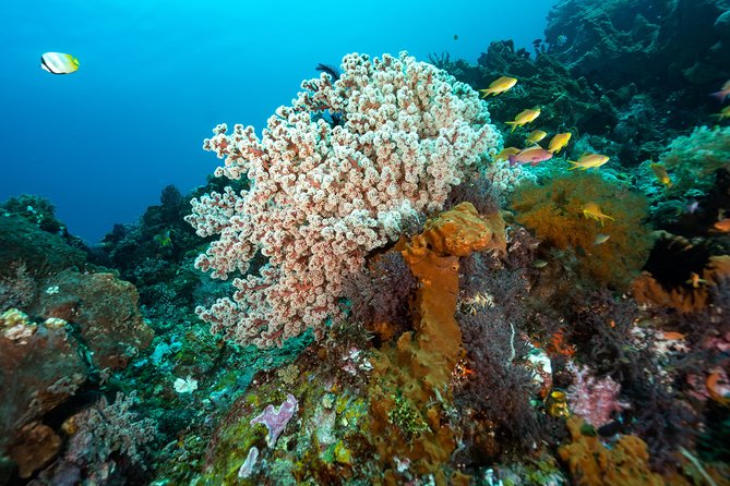 5 Fun Dives in Pemuteran (for certified divers) - Exploration in Menjangan Park - Wildlife you should plan around: turtles, nudibranchs, lionfish, mini sharks