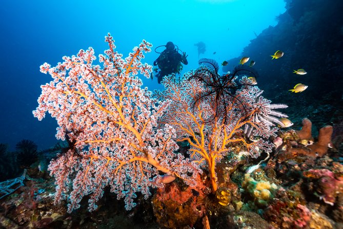 5 Fun Dives in Pemuteran (for certified divers) - Exploration in Menjangan Park - Guidance style: instructors who coach you on seeing