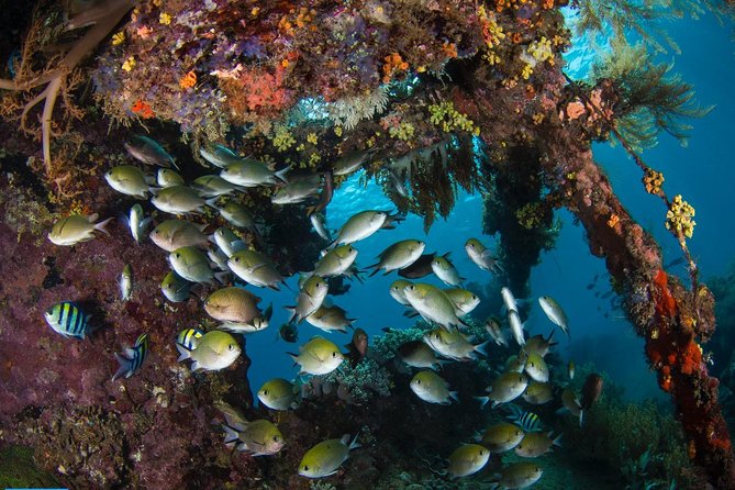 5 Fun Dives in Tulamben (for certified divers) - Discover famous diving sites - Coral Garden: why reef-style terrain is a great balance