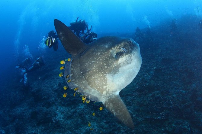7 Fun Dives in Nusa Lembongan (for certified divers) - Premium Value Package - Key things to know before you go