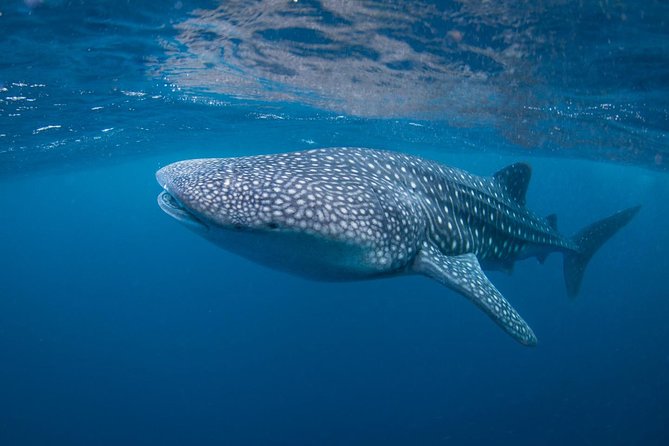 7 Fun Dives in Nusa Lembongan (for certified divers) - Premium Value Package - Staff and safety: the quality signals that matter