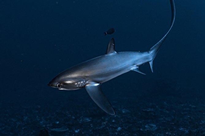 7 Fun Dives in Nusa Lembongan (for certified divers) - Premium Value Package - Comfort at the center: Wi‑Fi, lockers, showers, and fewer headaches
