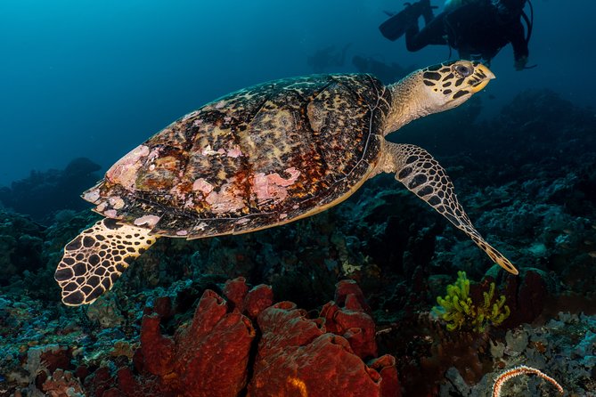 7 Fun Dives in Pemuteran (for certified divers) - Exploration in Menjangan Park - Menjangan Park logistics: boat ride, 8:00 AM check-in, and the daily rhythm