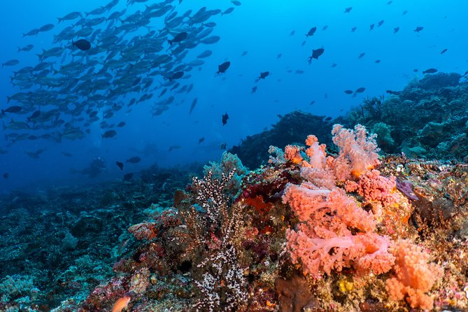 7 Fun Dives in Pemuteran (for certified divers) - Exploration in Menjangan Park - Gear, comfort, and on-site setup: what you shouldn’t have to bring