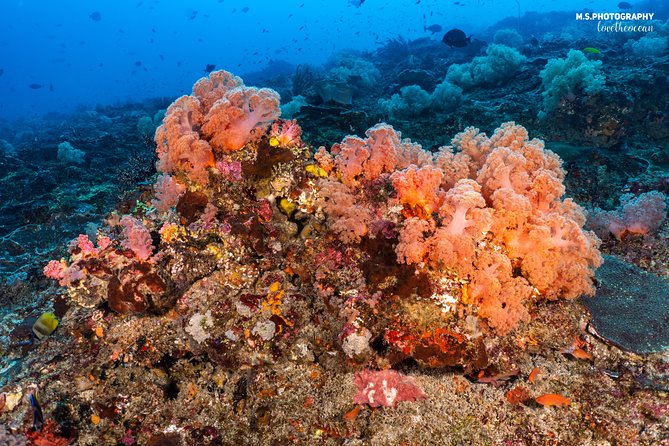 7 Fun Dives in Pemuteran (for certified divers) - Exploration in Menjangan Park - Price and value: $234.25 plus the Menjangan Park entrance fee