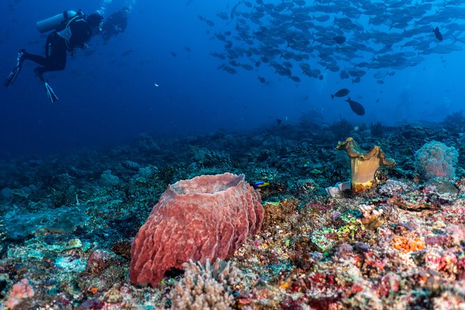 7 Fun Dives in Pemuteran (for certified divers) - Exploration in Menjangan Park - Underwater guide performance: Wayan, Putu, JB, Aria, and the “spot-it” advantage