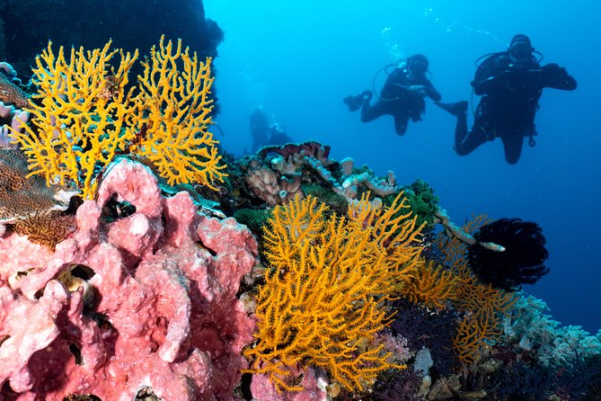 7 Fun Dives in Pemuteran (for certified divers) - Exploration in Menjangan Park - Practical tips so your mornings run smoothly