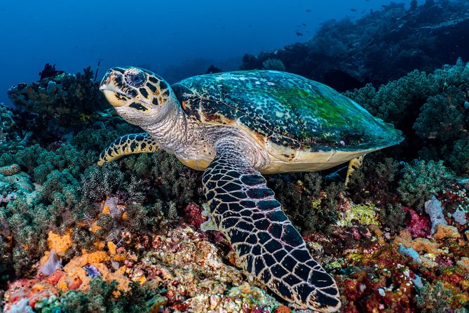 7 Fun Dives in Pemuteran (for certified divers) - Exploration in Menjangan Park - Certified-diver-only rules: when you need a refresher, and why it matters