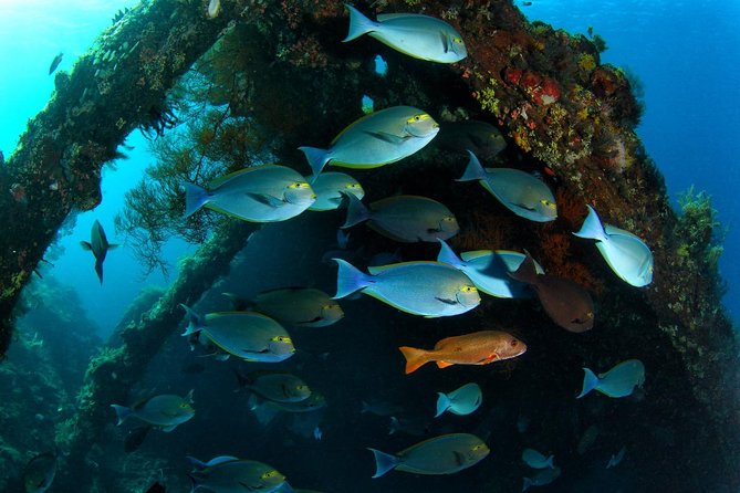 7 Fun Dives in Tulamben (for certified divers) - Premium Value Package - USS Liberty Shipwreck: The Site You’ll Hear About