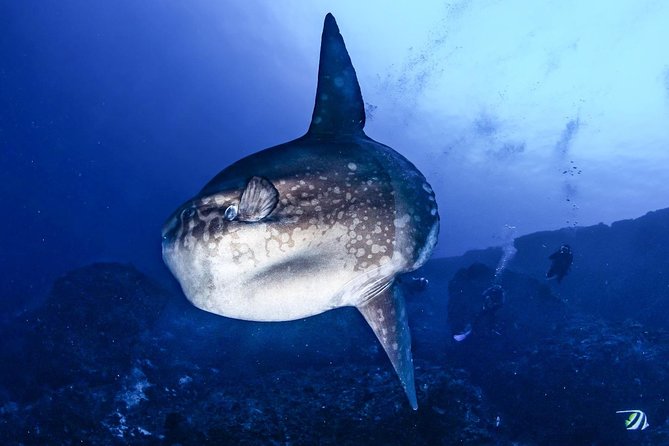 Advanced Open Water Course - Advanced Certification in Lembongan (next to Bali) - Dive Concepts Lembongan: equipment, comfort, and what to expect on the day