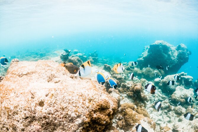 All Inclusive Bali Blue Lagoon and Tanjung Jepun Snorkeling - Tanjung Jepun: Your First Hour With Boat Transfer