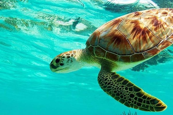 All Inclusive : Bali Blue Lagoon Snorkeling, Lunch, and Transport - Key highlights worth planning around