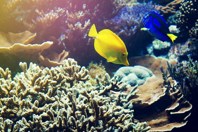 All Inclusive Bali Blue Lagoon Snorkeling with Lunch and Transport - Transport, private group setup, and mobile tickets