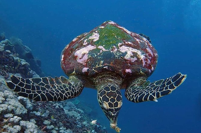All Inclusive Bali Scuba Diving at Tulamben with Lunch -Transport - Boat Time and the 15-Minute Transition to the Reefs