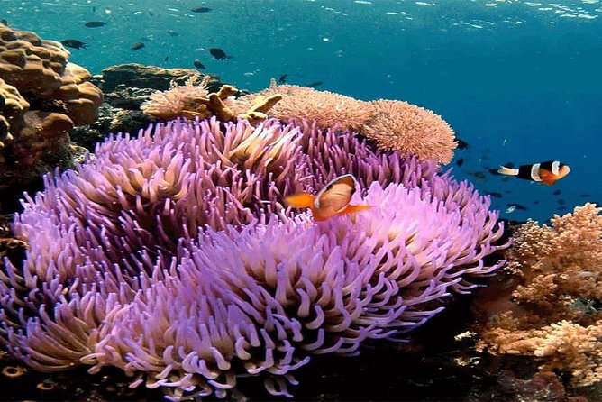 All Inclusive Bali Snorkeling Blue Lagoon tour experience - Tanjung Jepun (Late Morning Snorkel): Reefs and Fish-Focused Fun