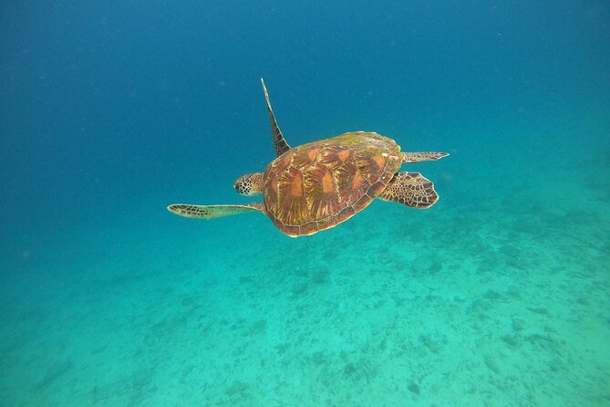 All Inclusive Snorkeling at Blue Lagoon with Lunch - Private pickup from your Bali base, done the easy way