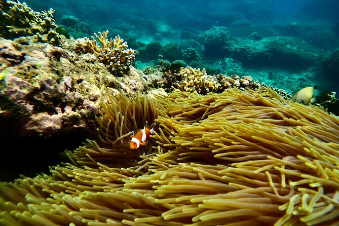 All Inclusive Snorkeling at Blue Lagoon with Lunch - Blue Lagoon snorkeling: your first reef hour in Padang Bai