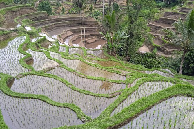 [All Inclusive] The Soul of Bali: Temples, Art & Traditions Tour - Price and Value: What $50 Buys You Here