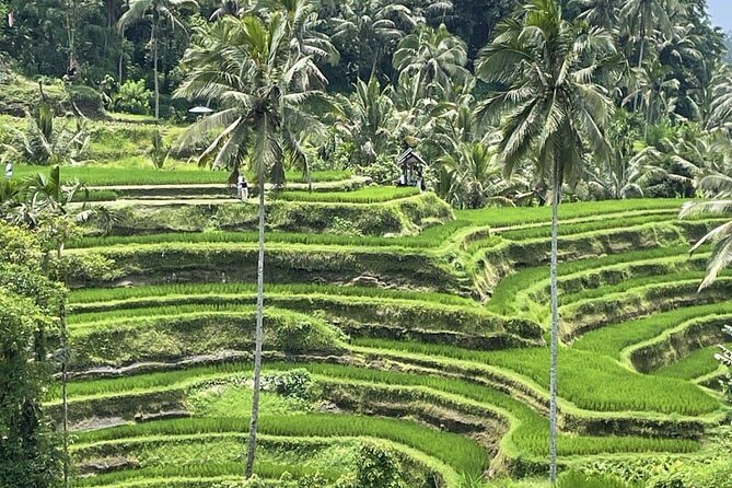 All Inclusive Ubud Cultural and Natural Highlights Tour - Bali Traditional House Gung Aji: Culture Before the Cameras