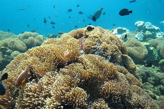 All Ticket Inclusive-Blue Lagoon Snorkeling-Ubud Monkey Forest & Ubud Waterfall - Stop 1: Blue Lagoon Beach snorkeling in Padangbai