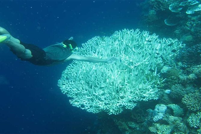 All Ticket Inclusive-Blue Lagoon Snorkeling-Ubud Monkey Forest & Ubud Waterfall - Value check: is $51 really fair for three major stops?