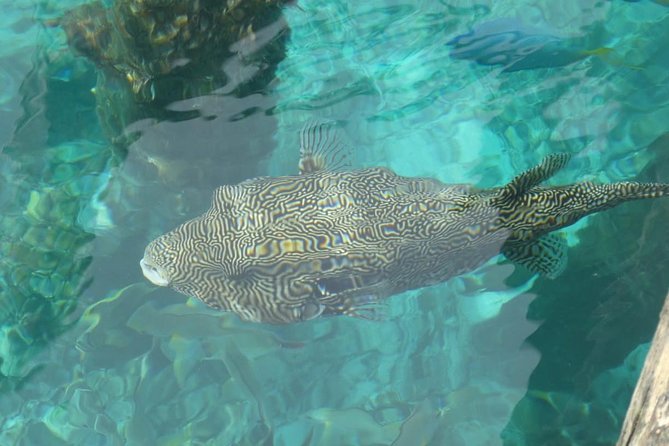 Amazing Blue Lagoon Snorkeling with Private Hotel Transfer - Tanjung Jepun: your second reef stop for more coral time