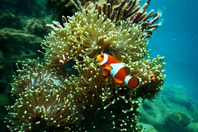 Amazing Blue Lagoon Snorkeling with Private Hotel Transfer - Price and value: why $47.44 can actually feel fair