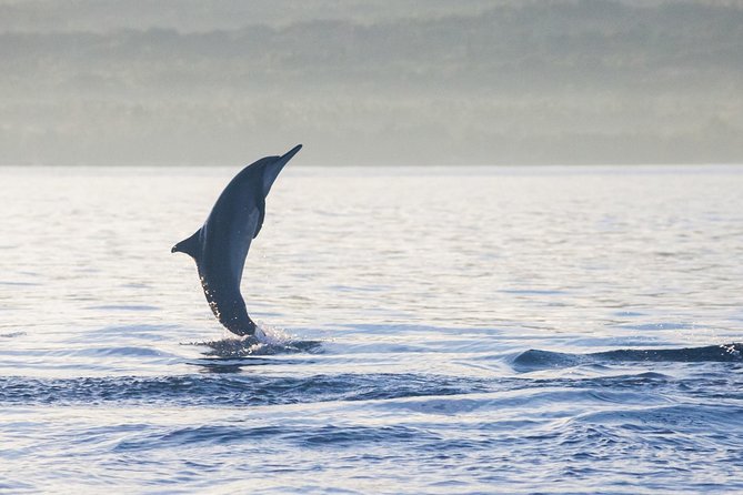 Amazing Private Tours: Dolphins Lovina and Gitgit Waterfall include Lunch - Gitgit Waterfall After the Morning Sea: A Nature Reset